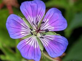 Closeup of a single cranesbill Geranium flower photo