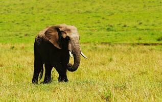 grande salvaje africano elefante foto