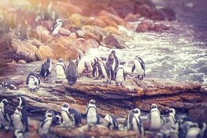 grande familia de pingüinos foto