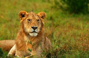 Portrait of young wild african lion photo