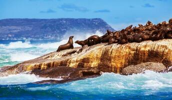 salvaje sur africano focas foto