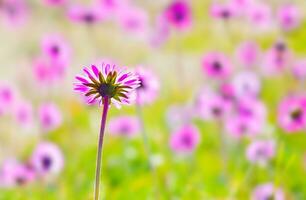 Pink flower field photo