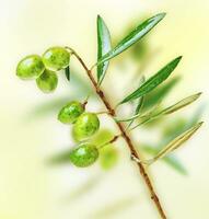 Fresh green olive tree branch photo