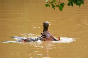 Hippos in the lake photo