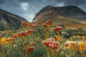 Sauth africano paisaje foto