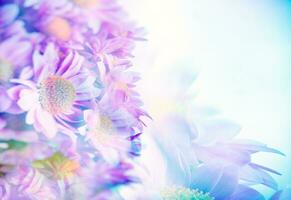 hermosa amable margarita flores foto