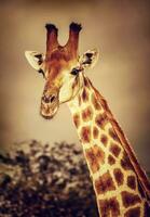 Wild South African giraffe photo