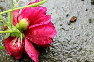 Magenta Peony laying on wet Grey asphalt. Blooming Fresh flower with raindrops Under the Rain. Horizontal botany image for book, cover, postcard, poster. photo