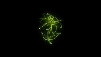 neon fiore luci su animato astratto movimento su nero sfondo video