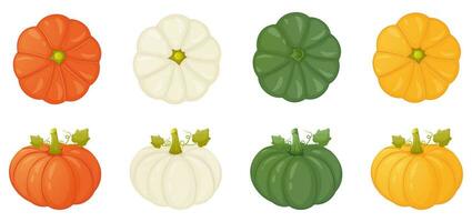 View in front and from above pumpkin collection vector