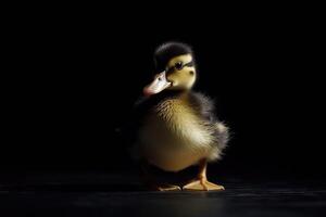 Duckling with black background AI Generative photo