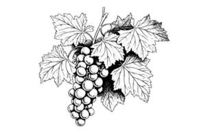 Hand drawn ink sketch of grape on the branch. Engraving style vector illustration.