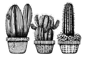 Set of cactus in engraving style vector illustration.Cactus hand drawn sketch imitation.