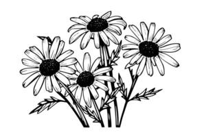 Hand drawn chamomile ink sketch. Daisy bouquet engraving vector illustration.