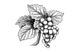 Hand drawn ink sketch of grape on the branch. Engraving style vector illustration.