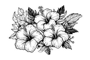 hibisco flores en un Clásico xilografía grabado grabando estilo. vector ilustración.