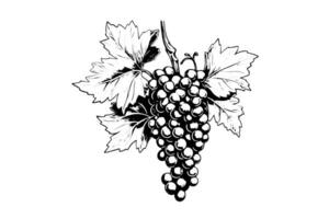 Hand drawn ink sketch of grape on the branch. Engraving style vector illustration.