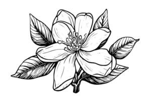 Hand drawn magnolia flower ink sketch. Engraving style vector illustration.