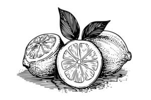 Hand drawn ink sketch vector illustration of lemon. Citrus in engraving style vector illustration.