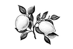 Hand drawn ink sketch vector illustration of lemon. Citrus in engraving style vector illustration.