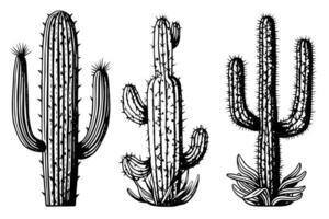 Set of cactus in engraving style vector illustration.Cactus hand drawn sketch imitation.