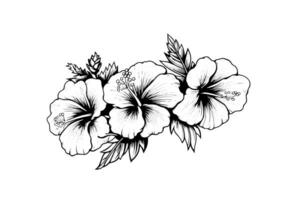 Hibiscus flowers in a vintage woodcut engraved etching style. Vector illustration.