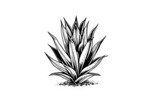 Blue agave ink sketch. Tequila ingredient vector drawing. Engraving illustration of mexican plant.