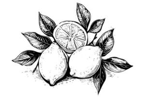 Hand drawn ink sketch vector illustration of lemon. Citrus in engraving style vector illustration.