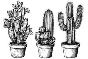 Set of cactus in engraving style vector illustration.Cactus hand drawn sketch imitation.