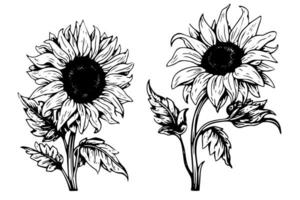 Vector engraving style drawing vector illustration of  sunflower. Ink sketch.