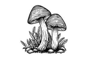 Fly agaric or amanita mushrooms group growing in grass engraving style. Vector illustration.