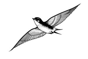 Ink sketch of flying swallow. Hand drawn engraving style vector illustration.