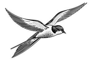 Ink sketch of flying swallow. Hand drawn engraving style vector illustration.