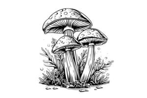 Fly agaric or amanita mushrooms group growing in grass engraving style. Vector illustration.