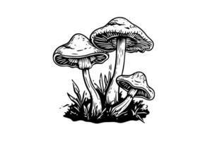 Fly agaric or amanita mushrooms group growing in grass engraving style. Vector illustration.