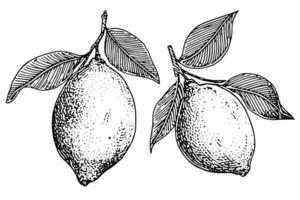mano dibujado tinta bosquejo vector ilustración de limón. agrios en grabado estilo vector ilustración.