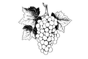 Hand drawn ink sketch of grape on the branch. Engraving style vector illustration.