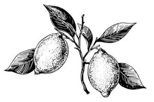 Hand drawn ink sketch vector illustration of lemon. Citrus in engraving style vector illustration.