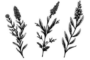 floral botánico lavanda flor mano dibujado tinta bosquejo. vector grabado ilustración.