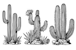 Set of cactus in engraving style vector illustration.Cactus hand drawn sketch imitation.