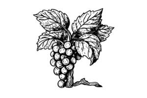 Hand drawn ink sketch of grape on the branch. Engraving style vector illustration.