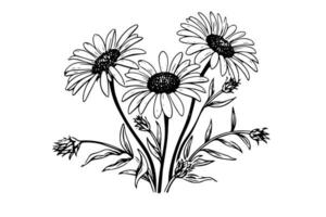 Hand drawn chamomile ink sketch. Daisy bouquet engraving vector illustration.