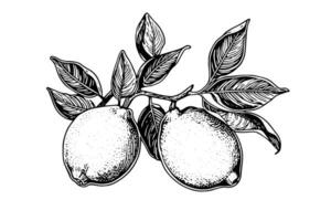 Hand drawn ink sketch vector illustration of lemon. Citrus in engraving style vector illustration.