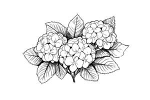 Hand drawn ink sketch hydrangea flowers. Vector illustration in engraving style.