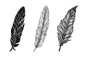 A vintage feather quill etching style sketch. Vector engraving style illustration.