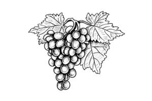 Hand drawn ink sketch of grape on the branch. Engraving style vector illustration.