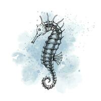 Seahorse with watercolor spot. Drawing of Sea horse in outline style painted by black inks on isolated background. Line art of underwater animal. Sketch of marine wild life for icon or logo. vector