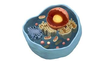 Internal structure of an animal cell, 3d rendering. Section view. video