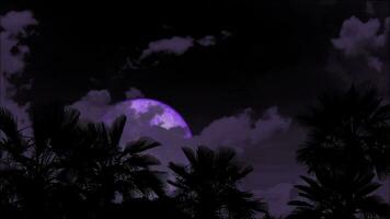 Full purple moon passing back gray cloud on night sky and silhouette palm tree on the ground video