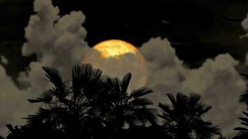 Full blood moon passing back gray cloud on night sky and silhouette palm tree on the ground video